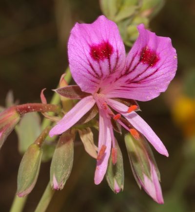 Pelargonium grandiflorum, photographed by Brian du Preez