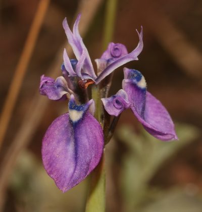 Moraea incurva, photographed by Brian du Preez