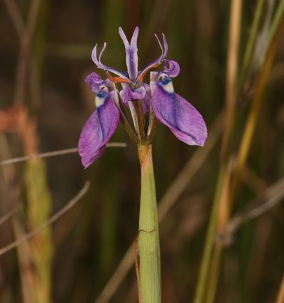 Moraea incurva, photographed by Brian du Preez