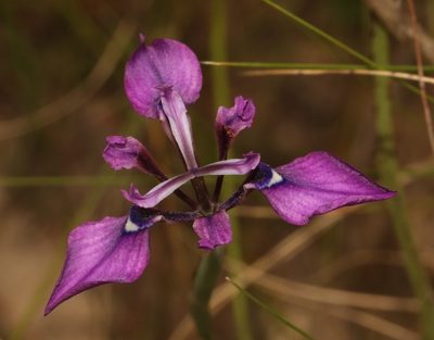 Moraea incurva, photographed by Brian du Preez