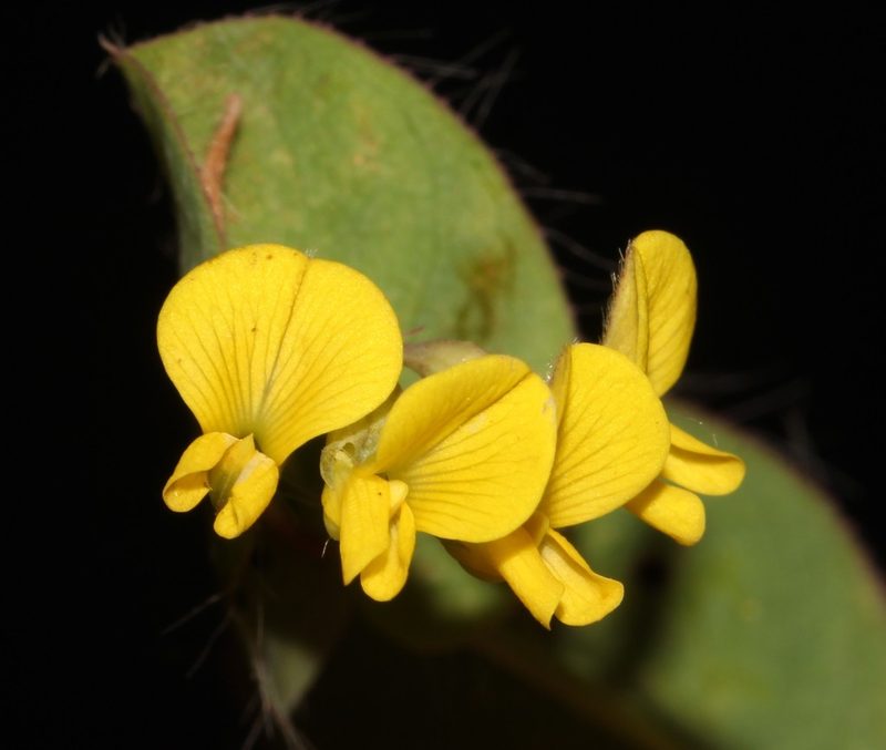 Aspalathus perforata, photographed by Brian du Preez