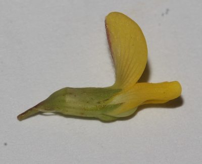 Aspalathus perforata, photographed by Brian du Preez