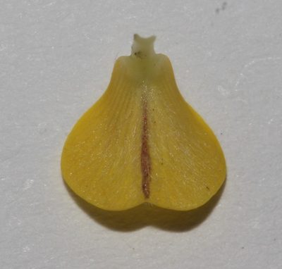 Aspalathus perforata, photographed by Brian du Preez