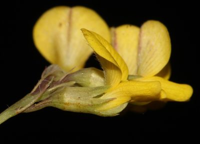 Aspalathus perforata, photographed by Brian du Preez