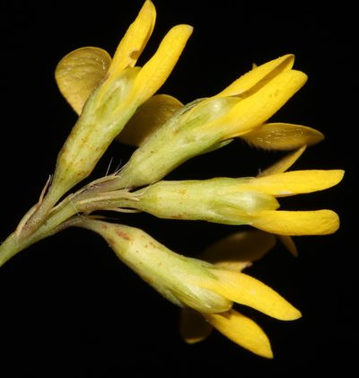 Aspalathus perforata, photographed by Brian du Preez