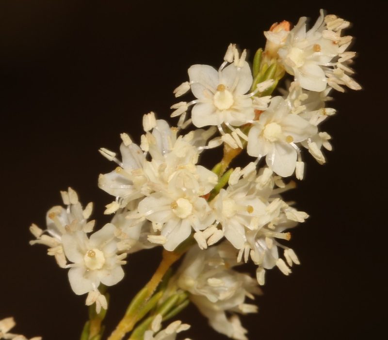 Erica leucanthera, photographed by Brian du Preez