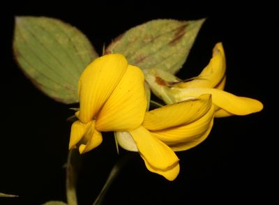 Aspalathus crenata, photographed by Brian du Preez