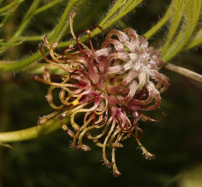 Serruria cygnea, photographed by Brian du Preez
