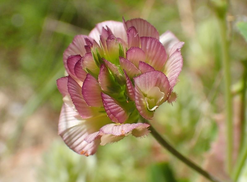 Trifolium grandiflorum, photographed by Katerina Kalogerini