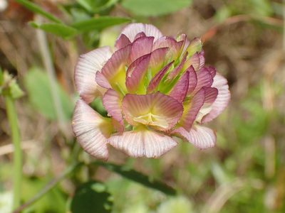 Trifolium grandiflorum, photographed by Katerina Kalogerini