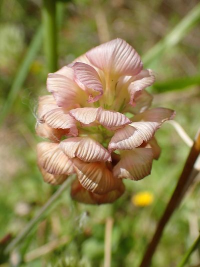 Trifolium grandiflorum, photographed by Katerina Kalogerini