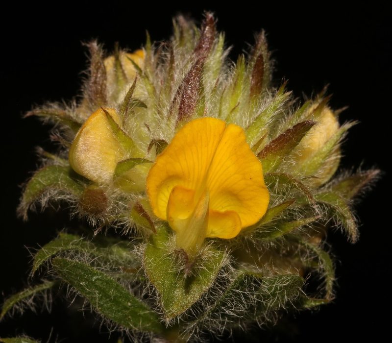 Aspalathus suaveolens, photographed by Brian du Preez