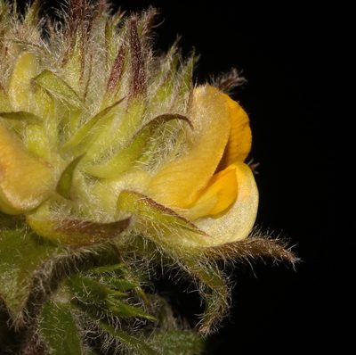 Aspalathus suaveolens, photographed by Brian du Preez