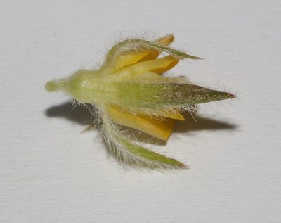 Aspalathus suaveolens, photographed by Brian du Preez