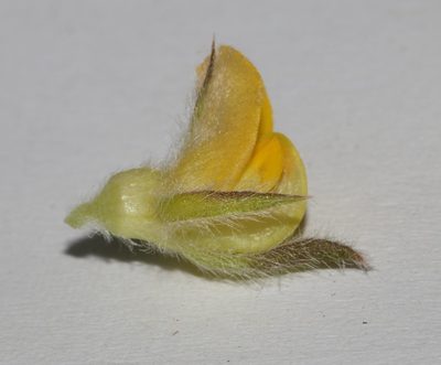 Aspalathus suaveolens, photographed by Brian du Preez
