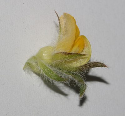 Aspalathus suaveolens, photographed by Brian du Preez