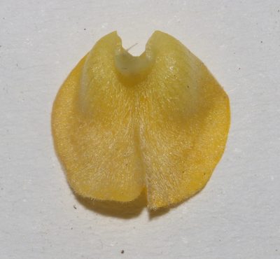 Aspalathus suaveolens, photographed by Brian du Preez