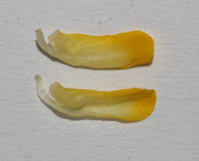 Aspalathus suaveolens, photographed by Brian du Preez
