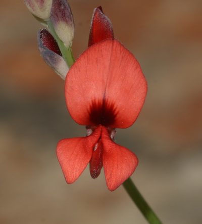 Indigofera paludicola, photographed by Brian du Preez