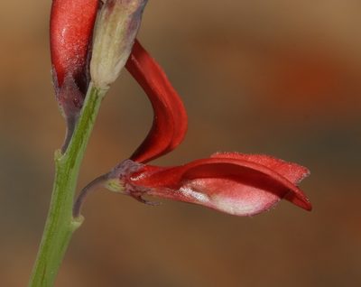 Indigofera paludicola, photographed by Brian du Preez