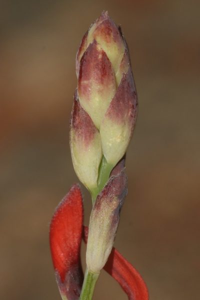 Indigofera paludicola, photographed by Brian du Preez
