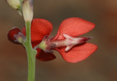 Indigofera paludicola, photographed by Brian du Preez