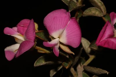 Podalyria biflora, photographed by Brian du Preez
