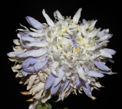 Lachnaea filamentosa, photographed by Brian du Preez