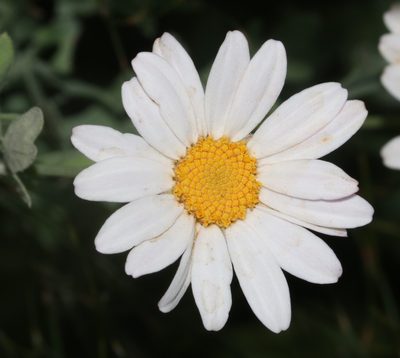 Lidbeckia pectinata, photographed by Brian du Preez