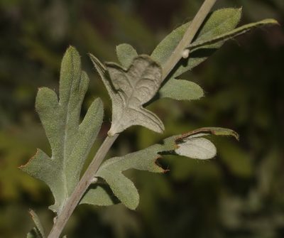 Lidbeckia pectinata, photographed by Brian du Preez