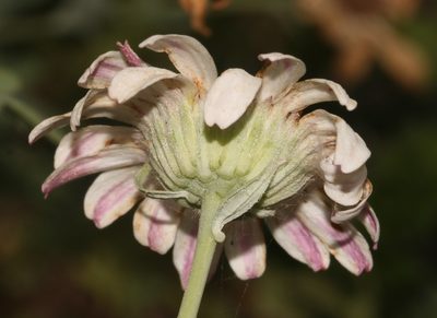 Lidbeckia pectinata, photographed by Brian du Preez