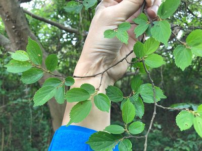 Celtis biondii, photographed by Cheng-Tao Lin