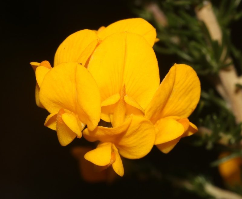 Aspalathus corrudifolia, photographed by Brian du Preez