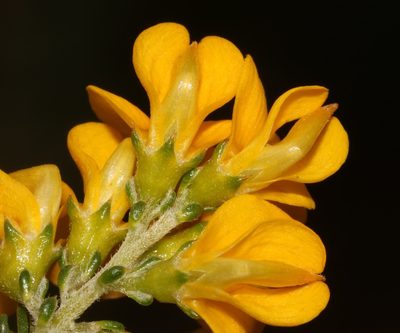 Aspalathus corrudifolia, photographed by Brian du Preez