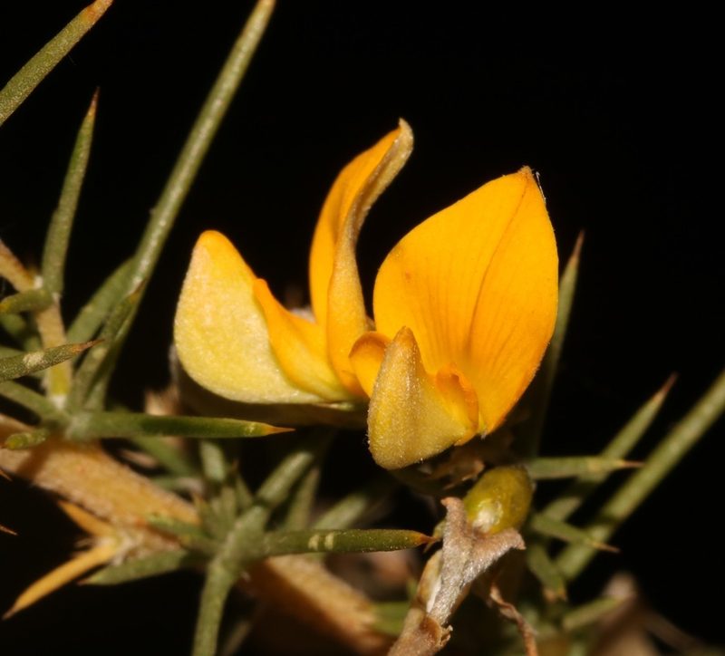 Aspalathus vulnerans, photographed by Brian du Preez