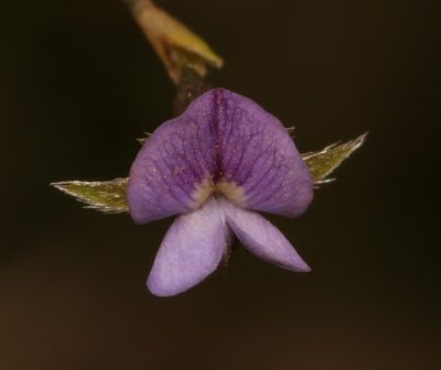 Psoralea cataracta, photographed by Brian du Preez