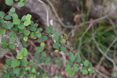 Spiraea blumei, photographed by Cheng-Tao Lin