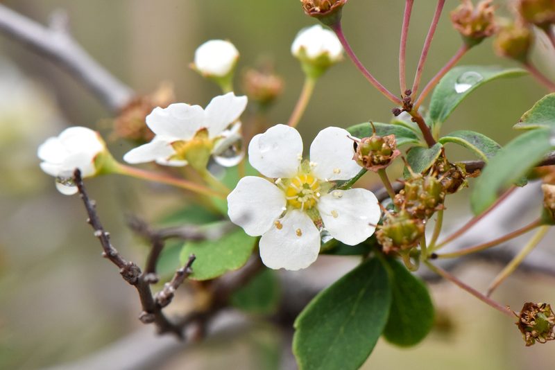 Spiraea blumei, photographed by Cheng-Tao Lin