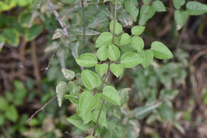 Clematis chinensis, photographed by Cheng-Tao Lin