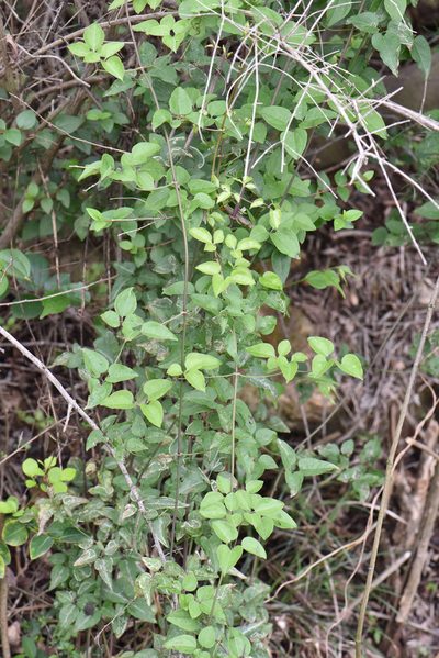 Clematis chinensis, photographed by Cheng-Tao Lin