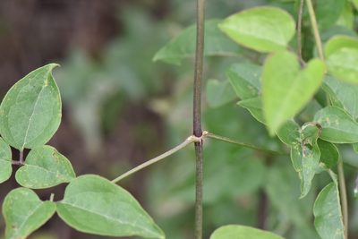 Clematis chinensis, photographed by Cheng-Tao Lin