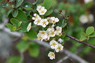 Spiraea blumei, photographed by Cheng-Tao Lin