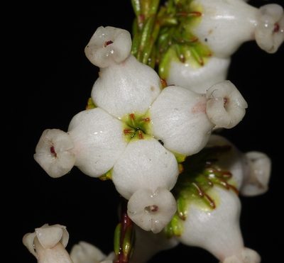 Erica denticulata, photographed by Brian du Preez