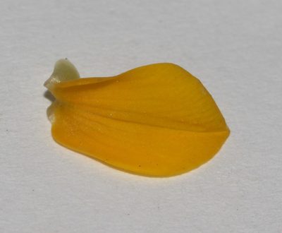 Lebeckia longipes, photographed by Brian du Preez