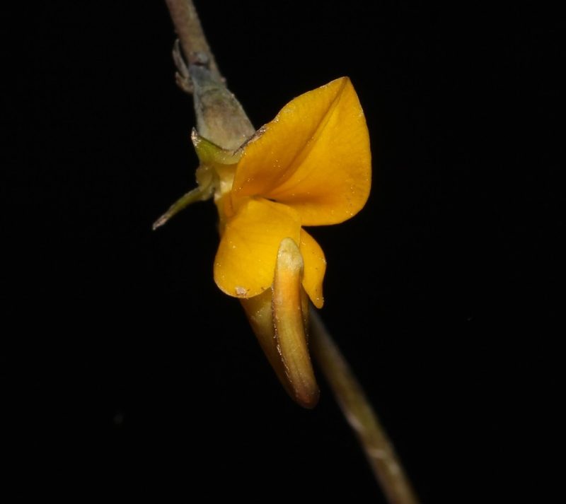 Lebeckia longipes, photographed by Brian du Preez