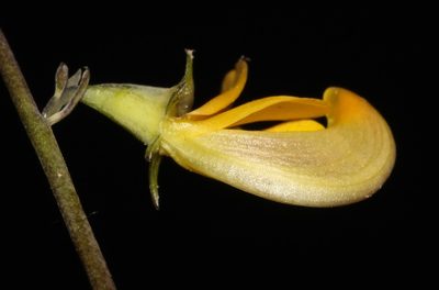 Lebeckia longipes, photographed by Brian du Preez