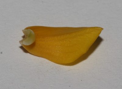 Lebeckia longipes, photographed by Brian du Preez