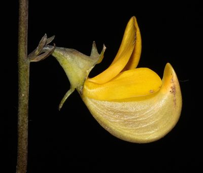 Lebeckia longipes, photographed by Brian du Preez