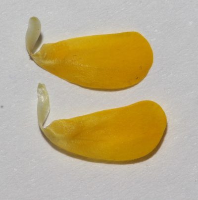 Lebeckia longipes, photographed by Brian du Preez