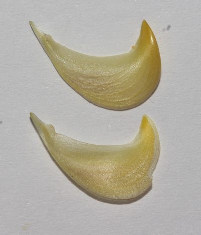 Lebeckia longipes, photographed by Brian du Preez